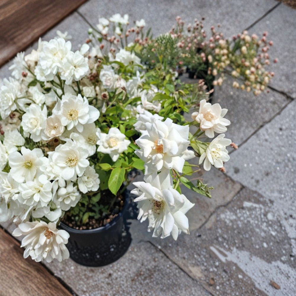 Iceberg Floribunda Rose – Pure White Live Bush Plant | 3 Gallon Size | Includes Root Ball Wrapping | Everblooming Rose Shrub | Garden Favorite