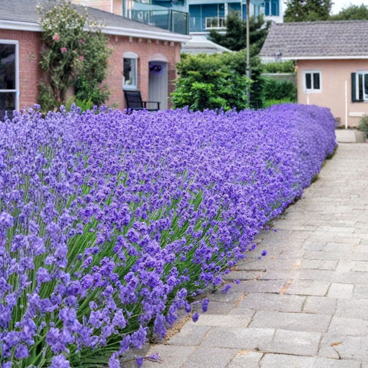 Live Lavender ‘Provence’ Plant – Lavandula × intermedia | 1–2" Plug Starter | Aromatic French Lavender | Zones 5–9