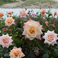 Peace Rose – Rosa Hybrid Tea Live Plant | 3 Gallon Size | Includes Healthy Root System | Award-Winning Garden Rose | Yellow Pink Blend Blooms