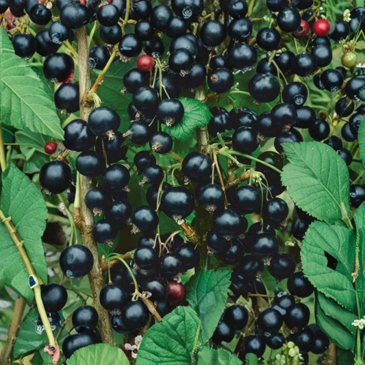 Consort Black Currant Live Plant – Rooted Starter | Edible Fruit Shrub | Ribes nigrum | Self-Pollinating | Zones 4–8