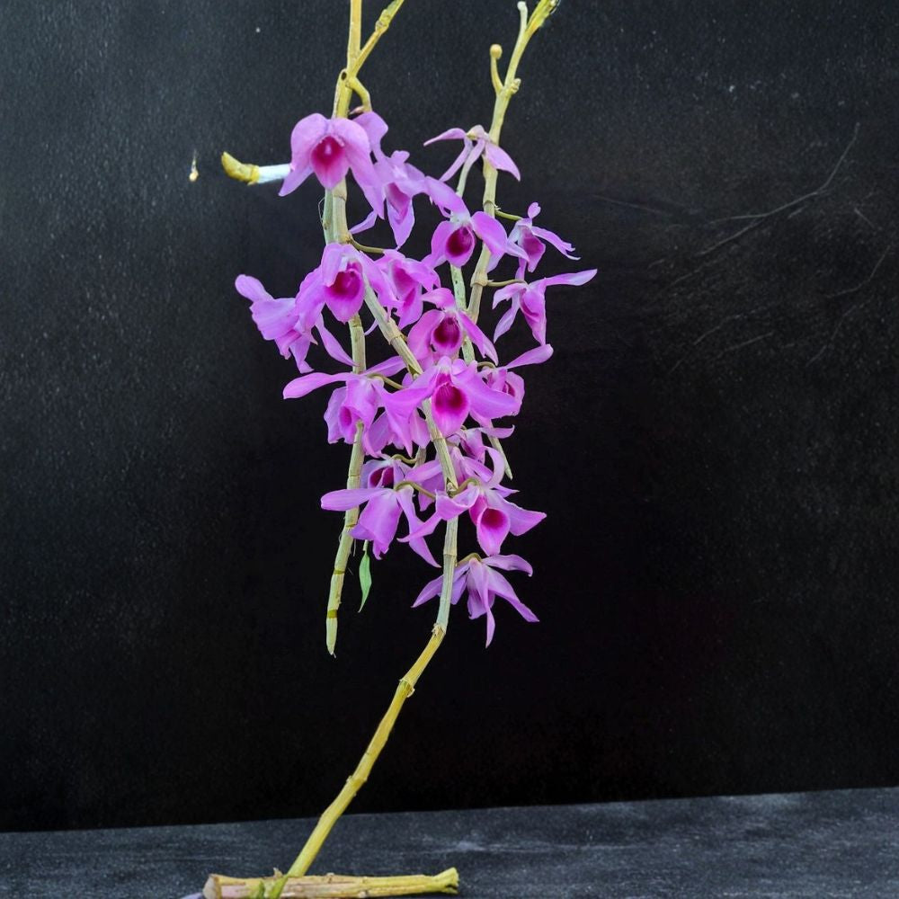 Den. anosmum (Dr 4/18 × Purple) Live Orchid Plant Division | Healthy Rooted Dendrobium | Potted Orchid | Fragrant Purple Blooms | Hanging Basket or Mounted Orchid