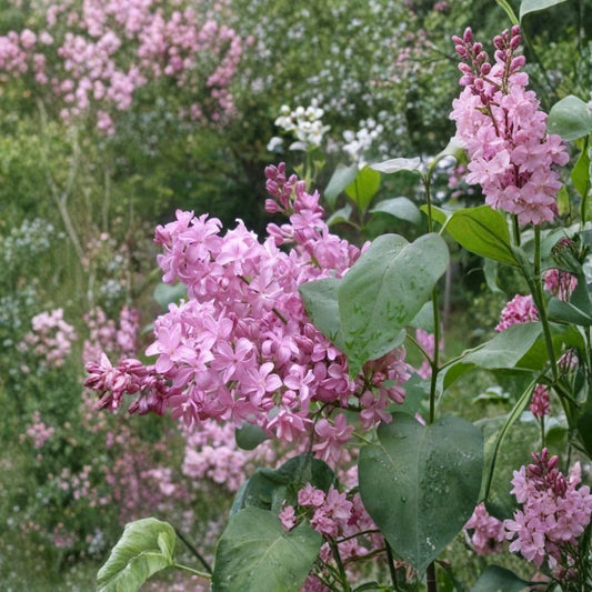 Edward J. Gardner Pink Lilac Live Starter Plant – Syringa vulgaris | Bare Root Plug | Fragrant Double Pink Flowering Shrub | Hardy Zones 3–7