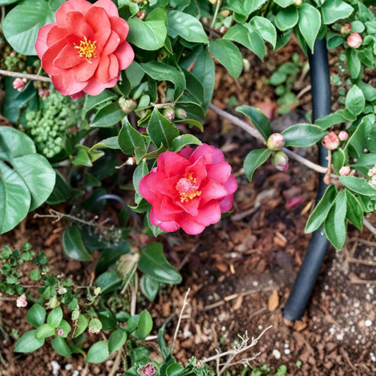 Shishi Gashira Camellia Live Plant – Camellia sasanqua ‘Shishi Gashira’ | 1 Starter Plant | Dark Pink Semi-Double Blooms | Evergreen Shrub | Zones 7–10