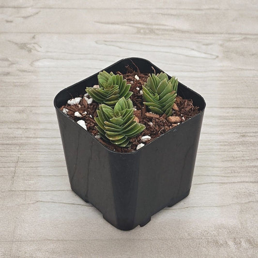 Crassula Spiralis Live Succulent | 2 Inch Pot | Spiral Succulent Plant | Easy Care Houseplant | Indoor & Outdoor Friendly