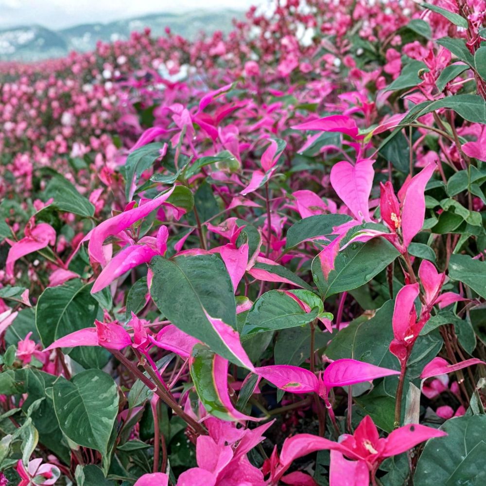 Party Time® Alternanthera Live Plants – Set of 2 | 4–6 Inch Bare Root Plants | Colorful Foliage Plant | Container & Bedding Plant | Alternanthera PP14789