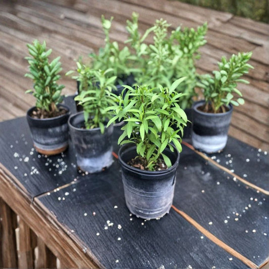 Mexican Mint Marigold Live Plant – Tagetes lucida | 1 Gallon Pot | Anise-Scented Herb | Mexican Tarragon Substitute | Yellow Fall Flowers | Heat & Drought Tolerant Perennial