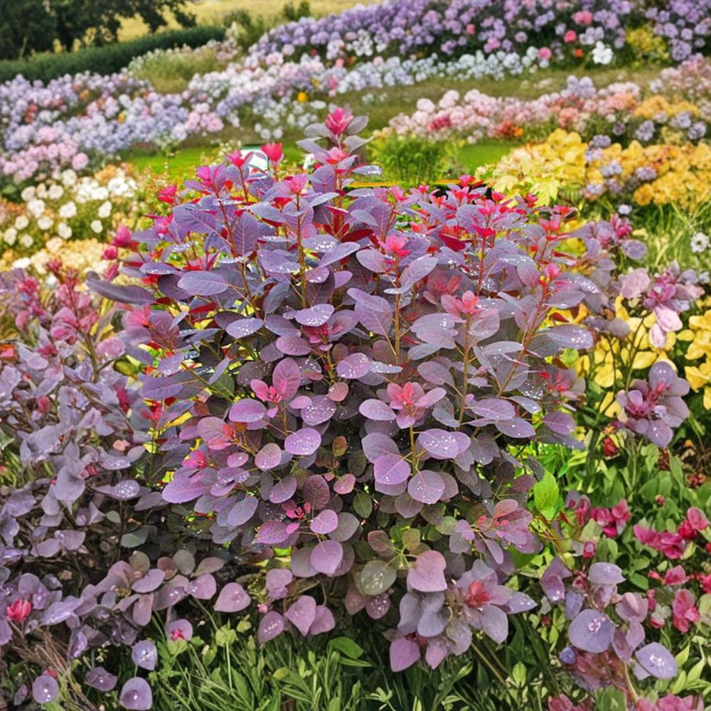 Purple Smoke Tree Live Plant – 12 to 18 Inches Tall | Includes Quart Nursery Pot | Purple Foliage Ornamental Shrub | Easy to Grow