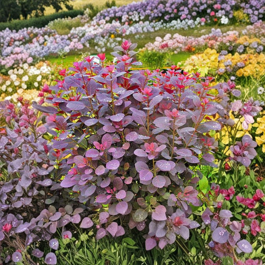 Purple Smoke Tree Live Plant – 12 to 18 Inches Tall | Includes Quart Nursery Pot | Purple Foliage Ornamental Shrub | Easy to Grow