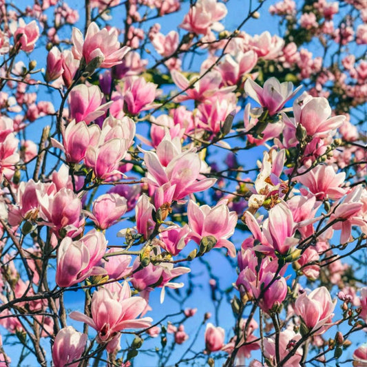 Jane Magnolia Tree – Live Magnolia ‘Jane’ Plant | 6–12 Inch Starter | 2.5 Inch Pot | Purple Pink Tulip Flowers | Zones 5–9
