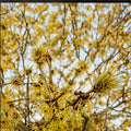 Hamamelis x intermedia 'Brandis' – Witch Hazel Live Plant | 30 Inches Tall | Includes 2 Gallon Pot | Bright Yellow Winter Blooms | Hardy Ornamental Shrub