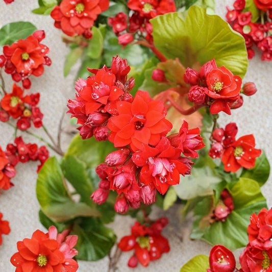 Red Kalanchoe Calandiva Live Plant – Kalanchoe blossfeldiana | Double Red Blooms | Evergreen Perennial Succulent | Indoor & Outdoor Plant