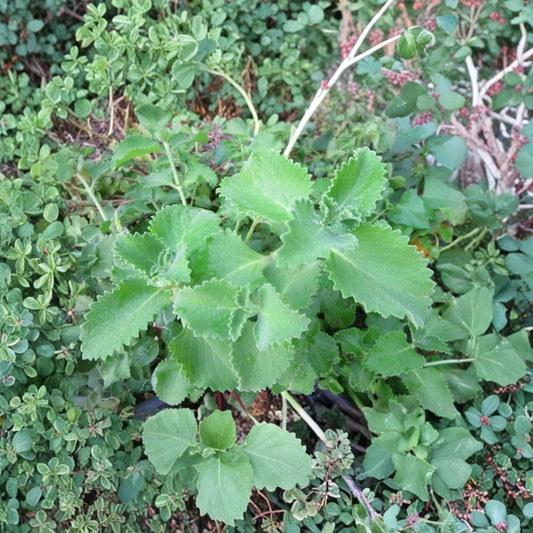 Cuban Oregano Live Cuttings | Set of 6 | 4+ Inches Long | Unrooted Edible Herb | Easy to Root