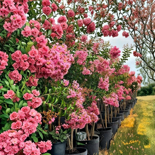 Sioux Pink Crape Myrtle Tree – Lagerstroemia indica 'Sioux' Live Plant | 1 Quart Size | Ships in Grow Bag | Flowering Landscape Tree | Heat & Drought Tolerant