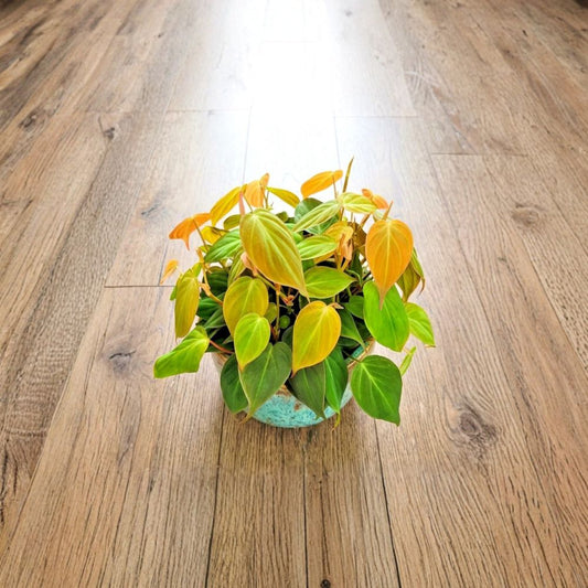Philodendron Micans Live Plant – 3 Inch Pot | Rooted Starter | Velvety Heart-Shaped Leaves | Trailing Indoor Houseplant | Easy Care
