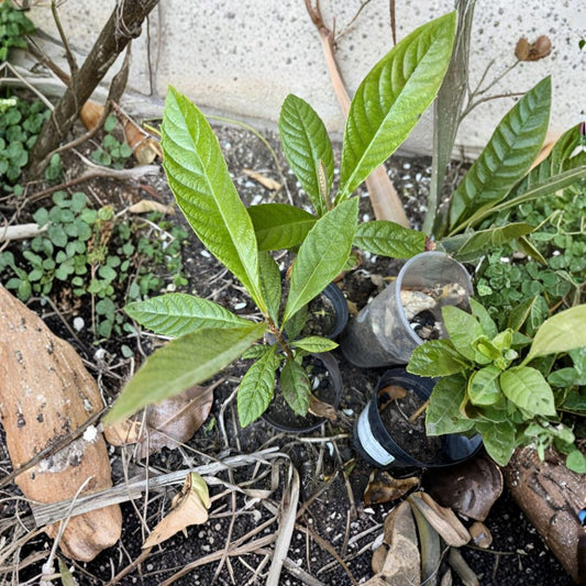 Loquat Tree Live Plant – Organic Seed Grown | 7+ Inch Starter | Eriobotrya japonica | Fruit Tree | No Pot | Ready to Plant