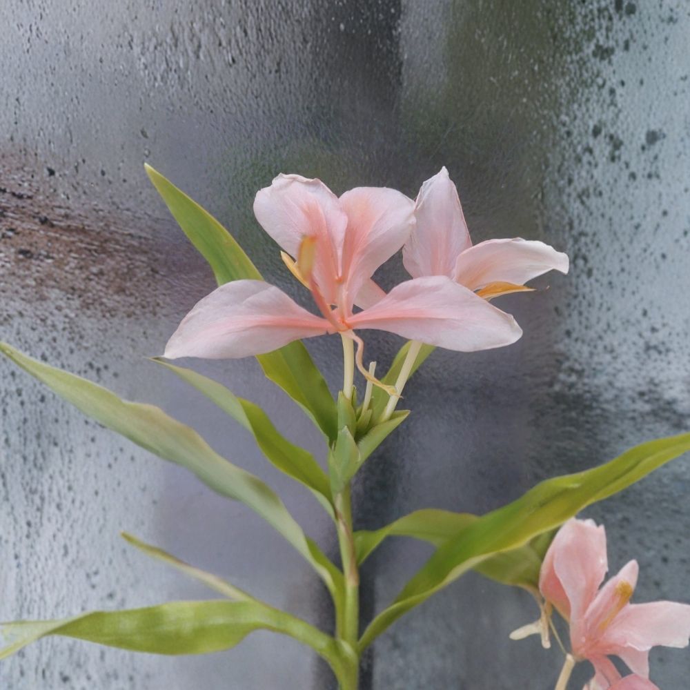 Peach Pink Butterfly Ginger Lily Live Plant – Hedychium | Includes Nursery Pot | Fragrant Tropical Flower | Well-Rooted | Easy to Grow