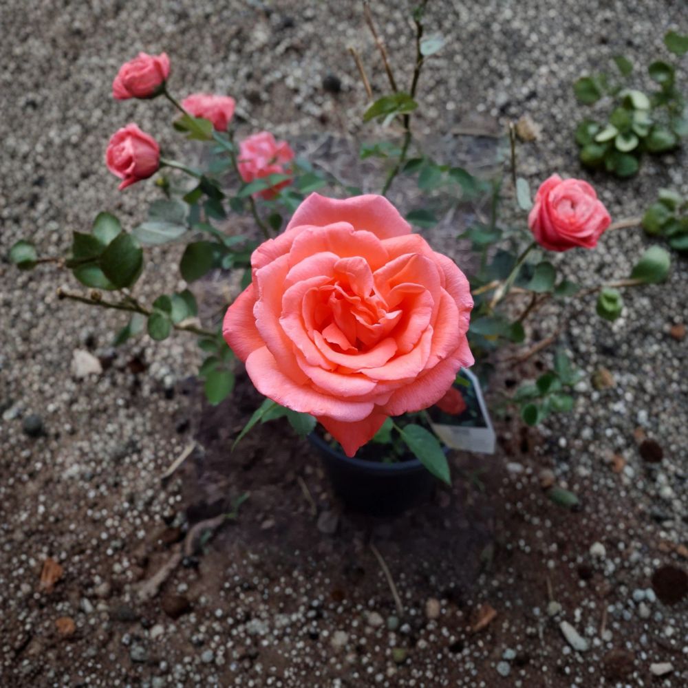Tropicana Hybrid Tea Rose – Orange Live Bush Plant | 5 Gallon Size | Includes Root Ball Wrapping | Fragrant Garden Rose | Award-Winning Favorite