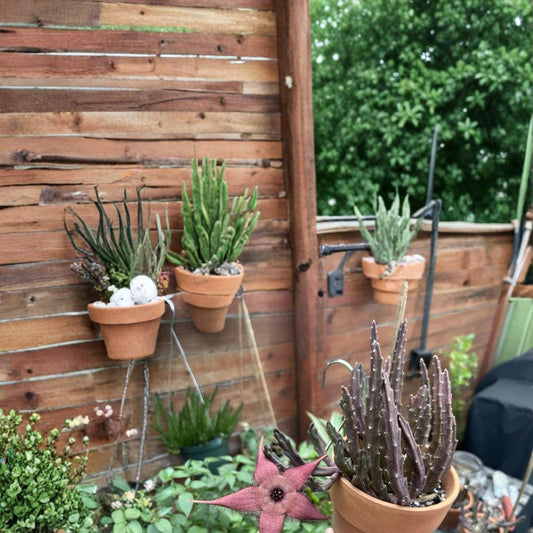 Blooming Stapelia schinzii var. angolensis – Live Rooted Succulent Plant | 4–6 Inch Multi-Stock | Pinkish Dark Red Flowers | 3 Inch Pot | Rare Stapelia