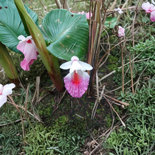 Finger Root Live Plant – Chinese Key | Boesenbergia rotunda | 4–6 Inches Tall | Tropical Ginger Herb | Krachai | Edible Rhizome Plant | Ships Without Pot