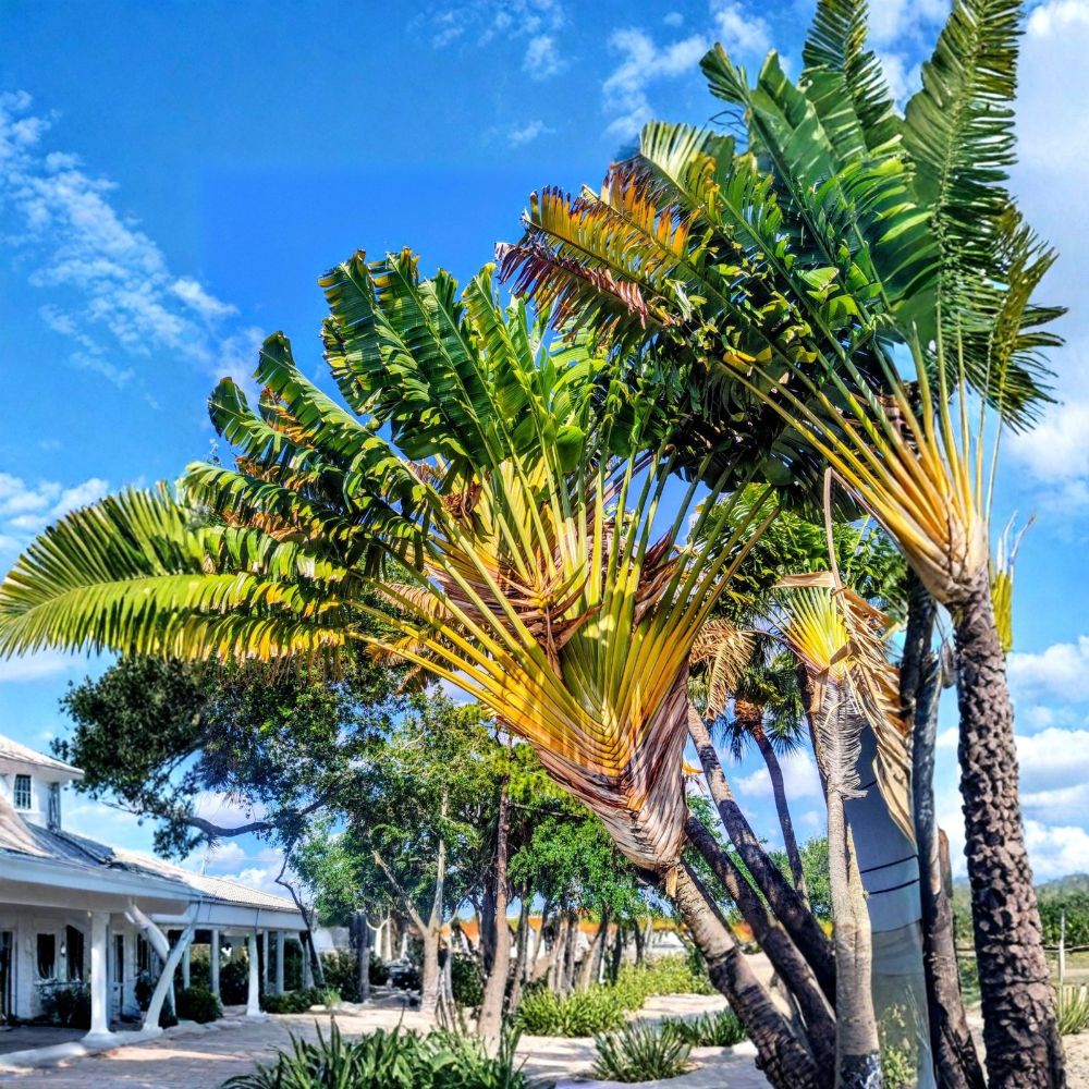 Traveler’s Palm Live Plants – Set of 2 | Ravenala madagascariensis | Young Plants in 4 Inch Pots | Tropical Fan Palm-Like Plant | Exotic Tropical Landscape