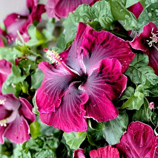 Madagascar Hibiscus Live Plant – Hibiscus moscheutos | 3–5 Inch Starter Plant | Hardy Perennial Mallow | Large Flowering Garden Plant | USA Grown