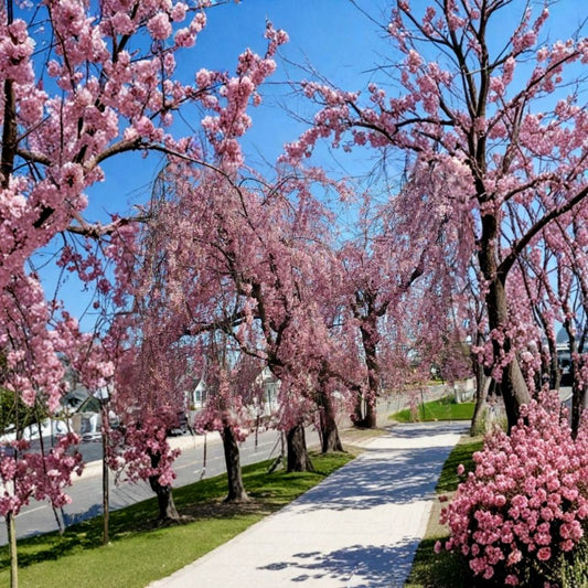 Pink Japanese Weeping Cherry Tree Live Plant – 10–15 Inches Tall | Rooted Ornamental Tree | Pink Blossoms | Hardy Flowering Tree