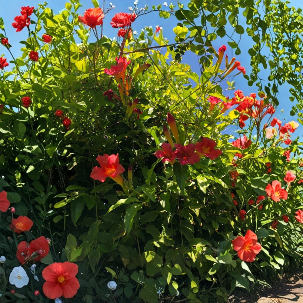 Scarlet Trumpet Vine – Amphilophium buccinatorium Live Cuttings | 15+ Organic Cuttings | Hummingbird Vine | Easy to Propagate