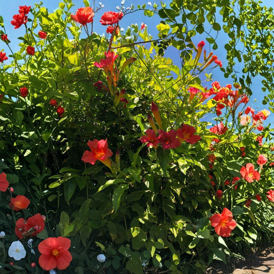 Scarlet Trumpet Vine – Amphilophium buccinatorium Live Cuttings | 15+ Organic Cuttings | Hummingbird Vine | Easy to Propagate