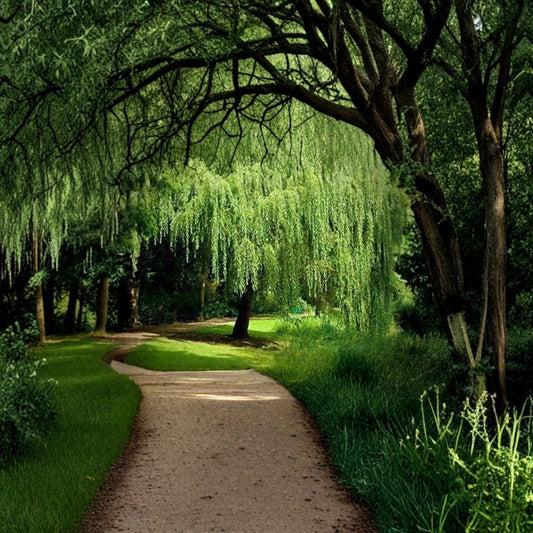4 Golden Weeping Willow Cuttings – Live Willow Tree Plants | Fast Growing Shade Tree | Arching Canopy | Rooting Cuttings | Garden Plant