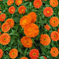 Orange King Calendula – Calendula officinalis Seeds | 30 Organic Seeds | Heirloom Non-GMO Medicinal Flower | Garden & Container Friendly | Easy to Grow