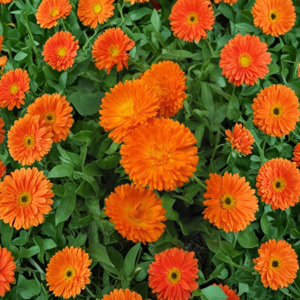 Orange King Calendula – Calendula officinalis Seeds | 30 Organic Seeds | Heirloom Non-GMO Medicinal Flower | Garden & Container Friendly | Easy to Grow