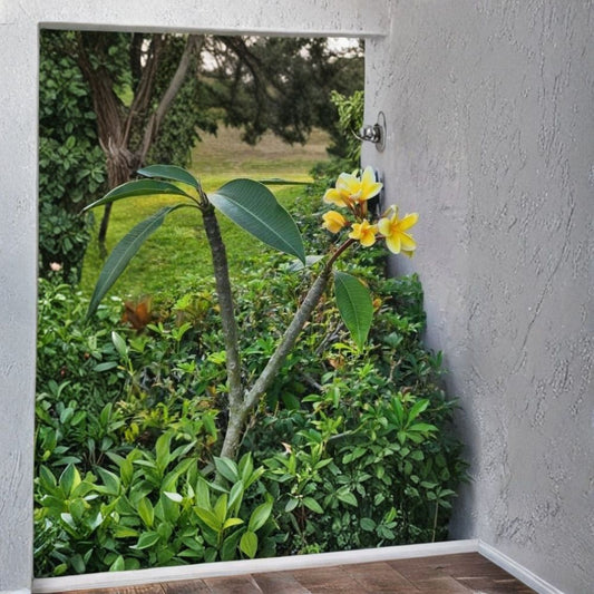 Live Plumeria Cutting – Yellow Frangipani Plant | 12 Inch Unrooted Cutting | Fragrant Yellow Flowers | Tropical Flowering Plant | Rooting Propagation
