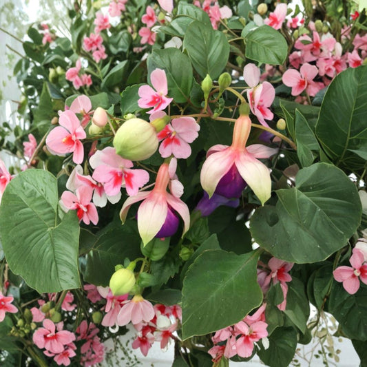 Lena Fuchsia Plant – Fuchsia Live Plant | 5 Inch Pot | Pink & Purple Flowers | Trailing Flowering Plant | Hanging Basket & Patio Plant | Shade Loving