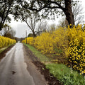Northern Gold Forsythia – Live Flowering Shrub | 1 Gallon Pot | Forsythia x intermedia | Cold Hardy Yellow Spring Blooms