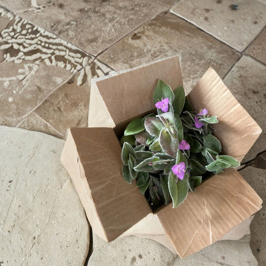 Cobweb Spiderwort – Tradescantia sillamontana | 5 Unrooted Cuttings | Easy-Care Flowering Ground Cover | Fuzzy Succulent-Like Plant