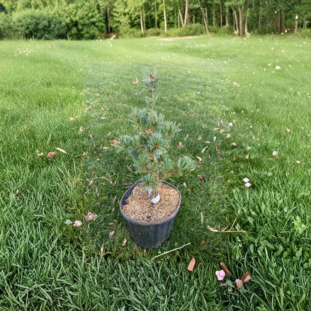 Pinus parviflora 'Adcock’s Dwarf' – Japanese White Pine Live Plant | 12 Inches Tall | Includes 1 Gallon Pot | Blue-Green Needles | Compact Evergreen Conifer
