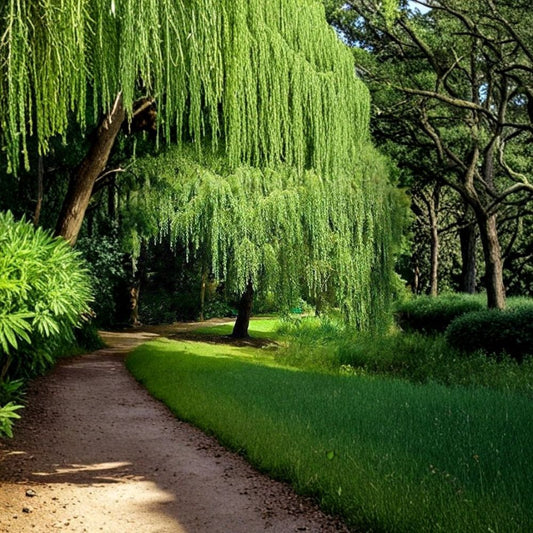 Weeping Willow Tree Live Plant – 1 Tree | Beautiful Arching Canopy | Memorial Tree | Ornamental Shade Tree | Made in USA