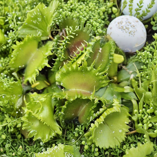 Chinese Dumpling Venus Flytrap – Dionaea muscipula Live Plant | 2 Inch Pot | Carnivorous Houseplant | Unique Trap Cultivar