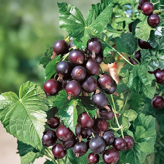 Jostaberry Plant – Live Josta Berry Gooseberry Currant Cross | Rooted Edible Fruit Shrub | Thornless Berry Plant | Zones 3–8