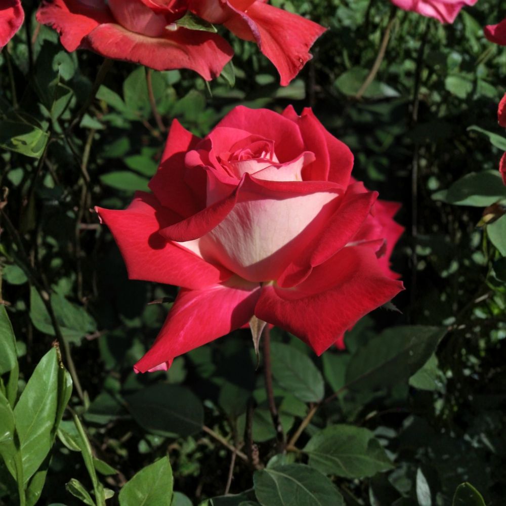 LOVE Grandiflora Rose – Live Rose Bush Plant | 2 Gallon Size | Ruby Red & White Blooms | Fragrant Flowering Shrub | Full Sun Garden Favorite