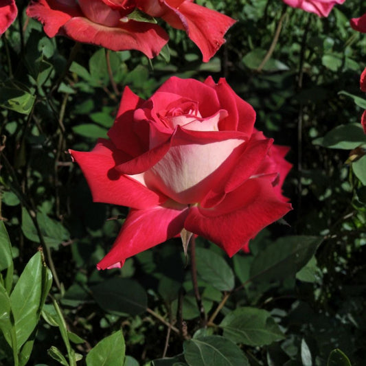LOVE Grandiflora Rose – Live Rose Bush Plant | 2 Gallon Size | Ruby Red & White Blooms | Fragrant Flowering Shrub | Full Sun Garden Favorite