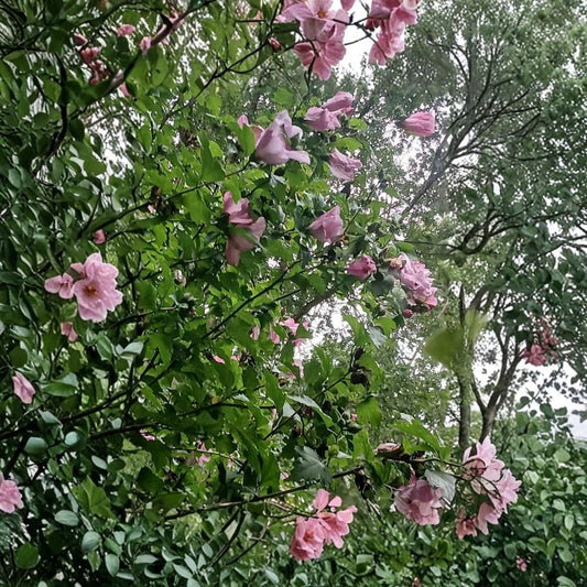 Purple Rose of Sharon Live Plant – Rooted Starter Bush | Hibiscus Shrub | Purple Flowering Hardy Landscape Plant | Easy Garden Transplant