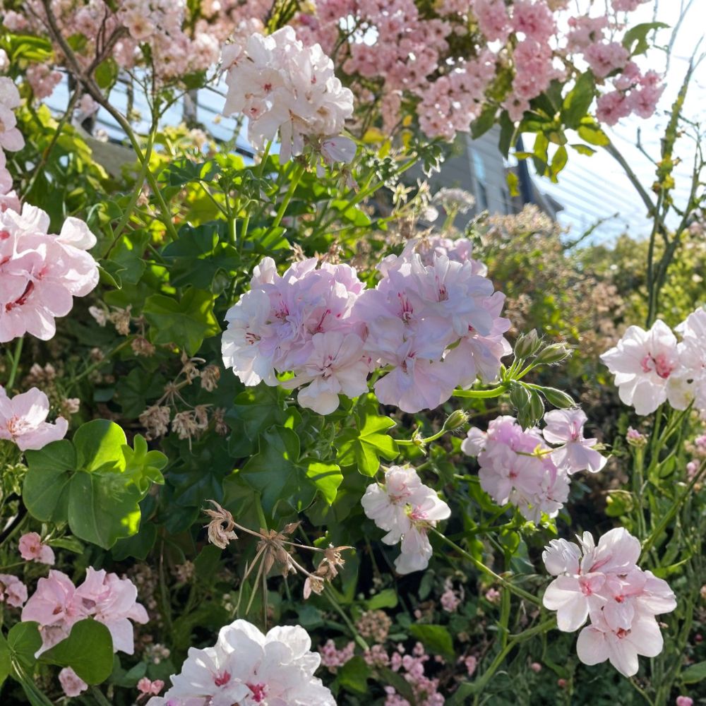 White & Pink Trailing Ivy Geranium Live Cuttings – Pelargonium peltatum | 2 Fresh 6 Inch+ Cuttings | Double Bloom Flowering Plant | Easy to Propagate