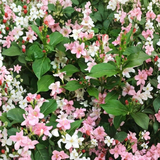 Pink Poppet Weigela Live Plant – Weigela florida ‘Pink Poppet’ | 1 Gallon | Compact Dwarf Flowering Shrub | Pink Trumpet Flowers | Hummingbird & Butterfly Plant | USDA Zones 4–8