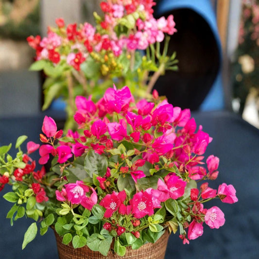 2 Live La Jolla Bougainvillea Plants – Bougainvillea ‘La Jolla’ | 4–6" Rooted Starters | Colorful Flowering Plant | No Pot