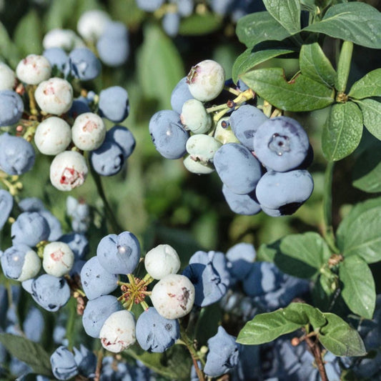 Patriot Highbush Blueberry Live Plant – Vaccinium corymbosum 'Patriot' | Well Rooted Starter | Sweet Dark Blue Berries | Hardy Fruit Shrub