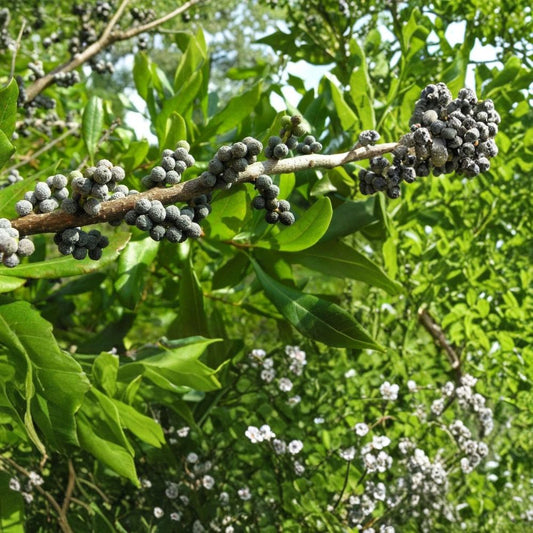 Wax Myrtle Live Plant – Myrica cerifera | Large 6 Inch Pot | Evergreen Ornamental Shrub | Privacy Screen | Native Landscape Plant