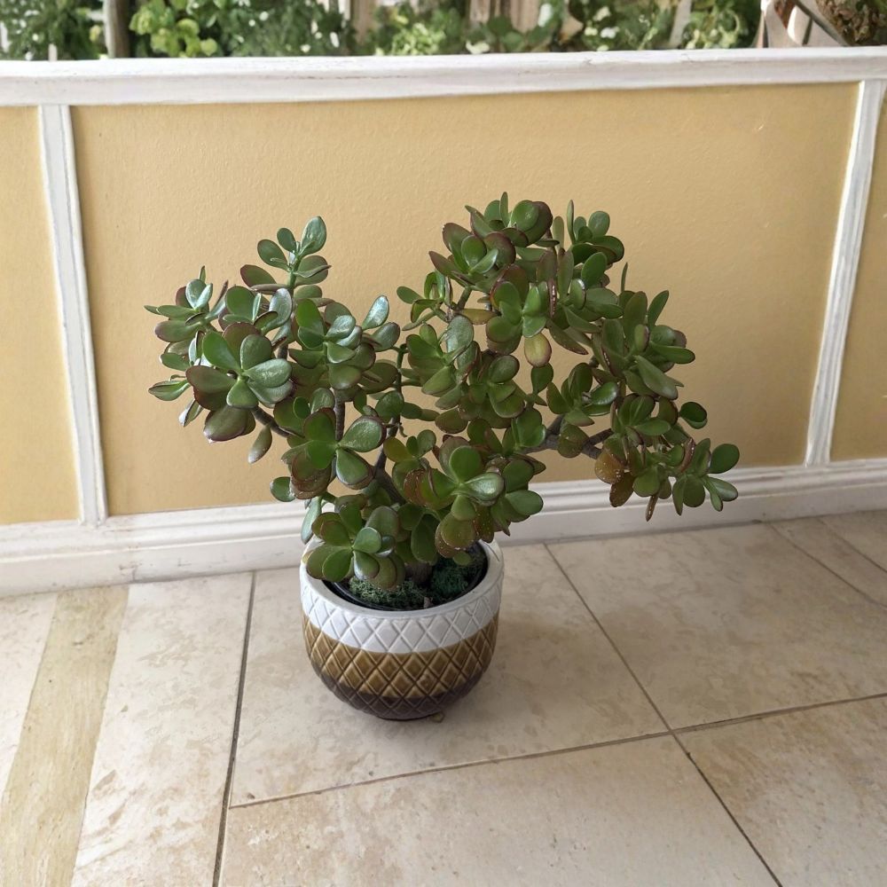 Money Plant Jade Live Plant – Crassula | Rooted Houseplant Starter | No Pot | Easy Care Succulent | Low Water Indoor Plant