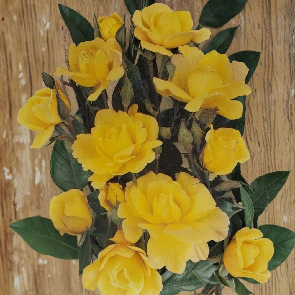 Climbing Golden Shower Rose – Daffodil Yellow Live Bush Plant | 1 Gallon Size | Includes Root Ball Wrapping | Climbing Rose | Trellis & Arbor Favorite
