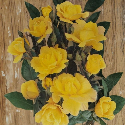 Climbing Golden Shower Rose – Daffodil Yellow Live Bush Plant | 1 Gallon Size | Includes Root Ball Wrapping | Climbing Rose | Trellis & Arbor Favorite